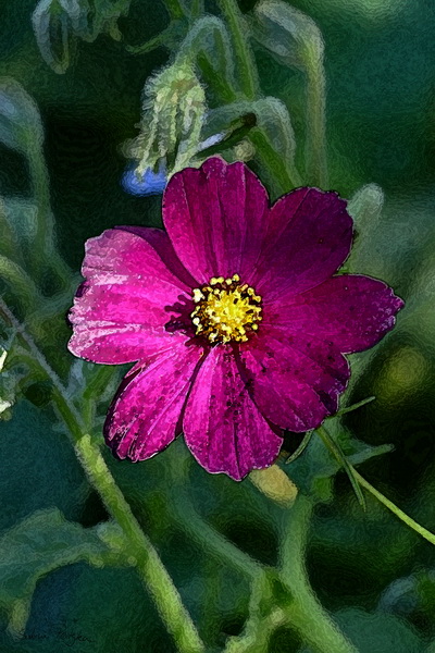 Cosmea - Kopie