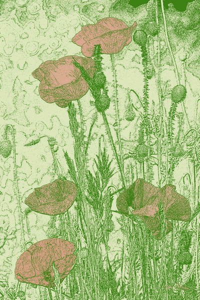 Mohn19-3