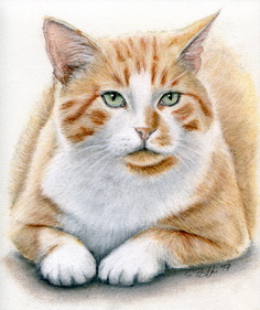 Kater-Jacobi-Macho2