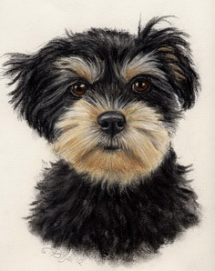 havanese-fischer-tyson2