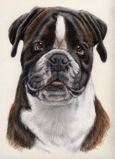 boxer-teuber-max2